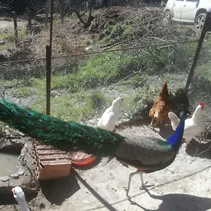  Farm stay Ticci